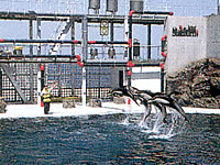 ���}�������[���h